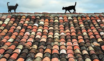 Te quiero llamar pero no sé tu nombre, gatos tejado